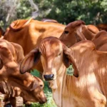 La Presión sobre los Ganaderos: ¿Cómo la Lucha por los Precios de la Carne de Res Está Afectando a las Familias Rurales en el Trump Era