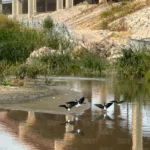 México y EU pactan entrega mínima de agua del Río Bravo